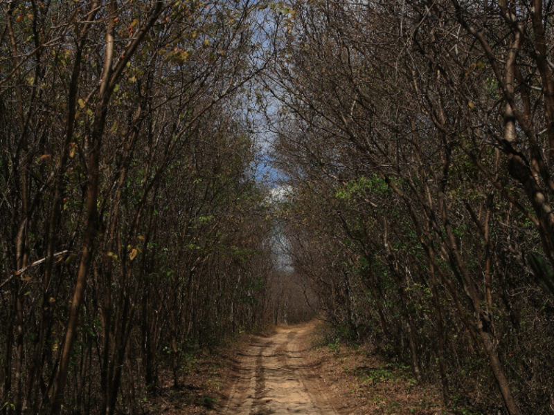 O bioma Caatinga tem a capacidade natural de se regenerar com poucos dias de chuva, mas a seca prolongada e as ações humanas podem alterar essa dinâmica | Fotos: Cid Barbosa