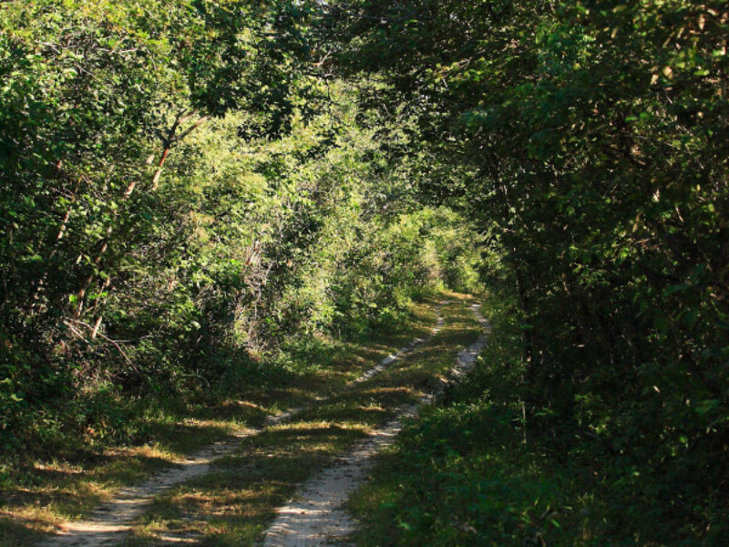 O bioma Caatinga tem a capacidade natural de se regenerar com poucos dias de chuva, mas a seca prolongada e as ações humanas podem alterar essa dinâmica | Fotos: Cid Barbosa