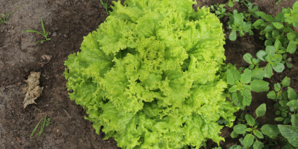 O Festival pretende contribuir para novos estilos de vida e incentivar a agricultura familiar agroecológica | Fotos: Arquivo Fundação Cepema