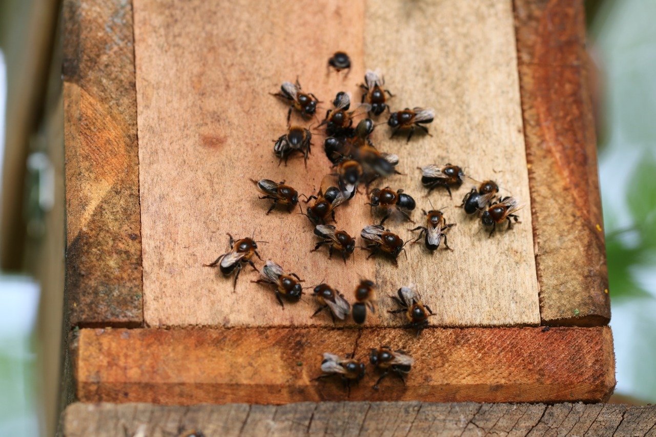 Estudo pode evitar extinção da abelha jandaíra