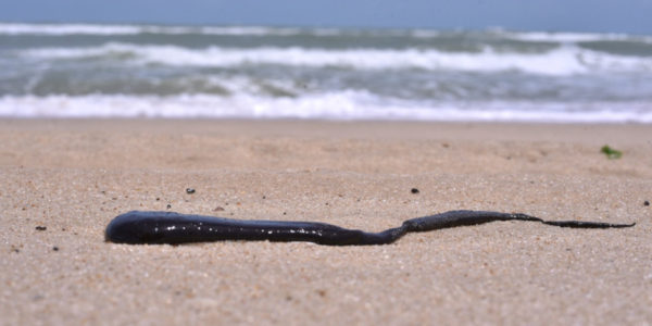 Óleo na Praia do Cumbuco, em Caucaia, Região Metropolitana de Fortaleza | Foto: Marcos Vasconcelos