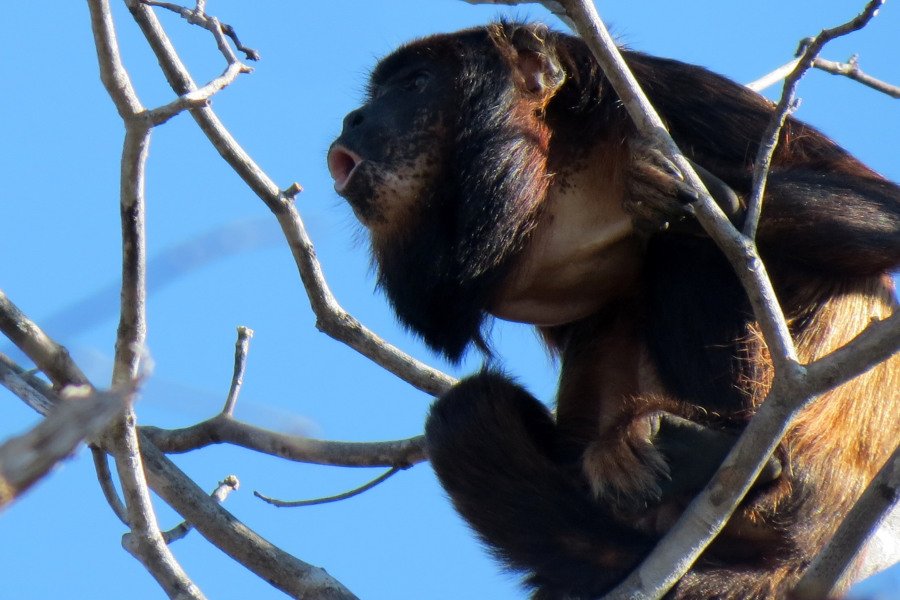 Macaco Branco: comunidade tomada pelo mato - Grupo A Hora