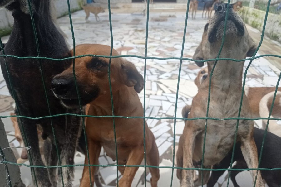 Abril Laranja alerta para prevenção à crueldade contra animais – Eco  Nordeste