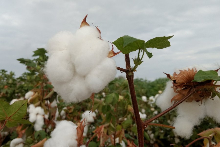 Cultivo de algodão sustentável anima produtores do Ceará ...