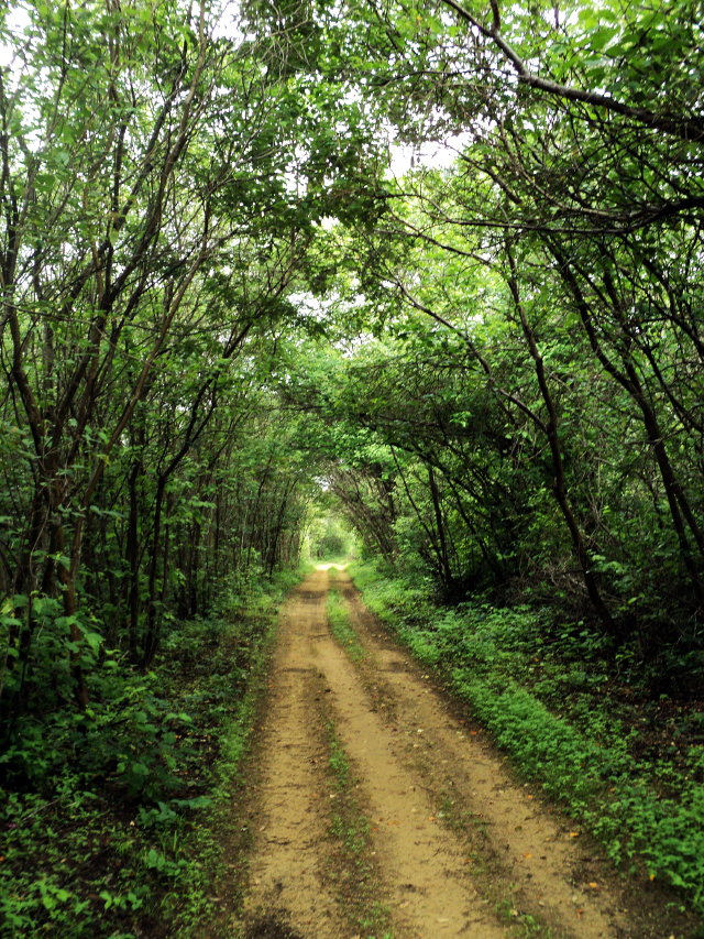 Estrada ladeada por vegetação verde