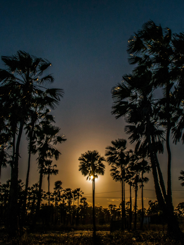 Florestas de carnaúbas sob a luz do pôr do sol
