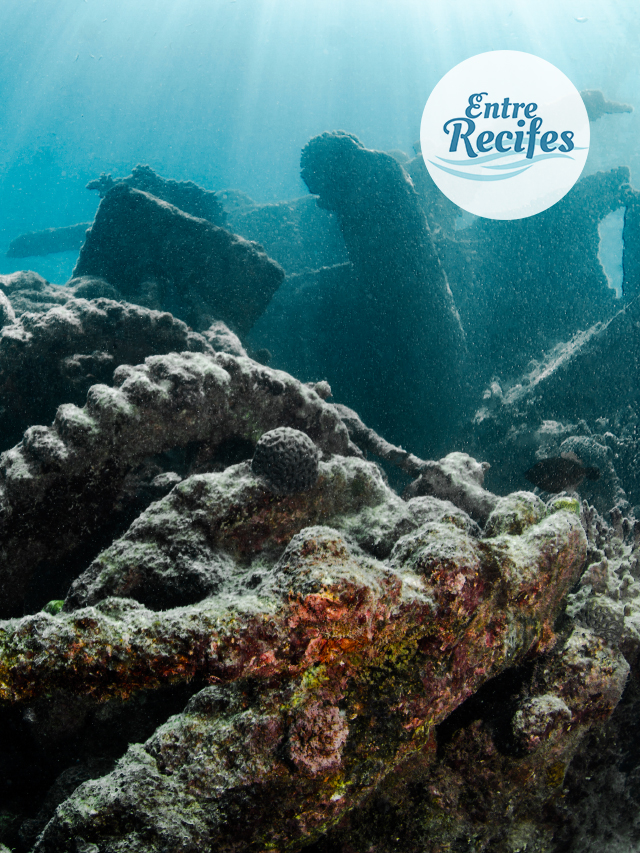 Fundo do mar mostrando pedaço de um recife artificial aparentemente formado a partir de pedaços de uma embarcação naufragada