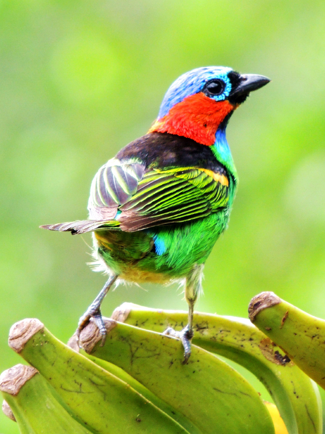 Passarinho (pintor-da-serra) de cores verde, vermelho, azul e amarelo, com detalhes pretos, pousado em um cacho de bananas