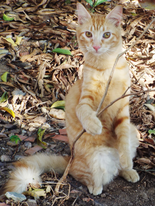 Gato de peludo, de pêlos alaranjados, olhos amarelos, em pé ao lado de uma planta, em meio a folhas secas