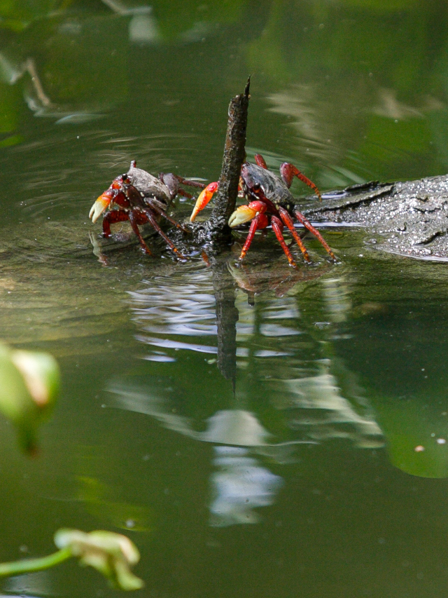 Quatro caranguejos vermelhos descendo por meio de um tronco para dentro da água, no mangue