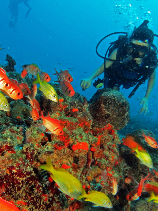 Corais com detalhes laranja e marrom, cardume de peixes laranjas e amarelos e mergulhador ao fundo
