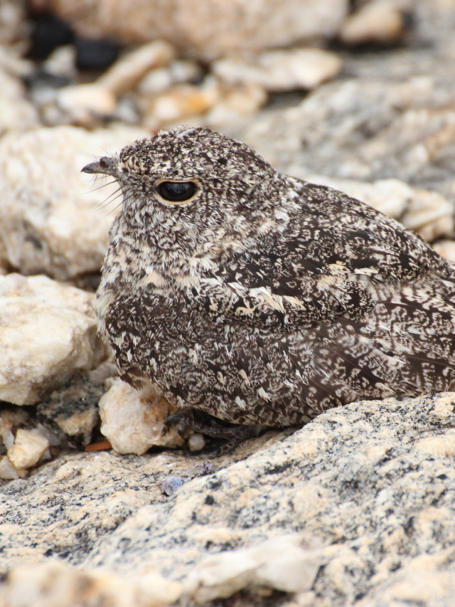 Ave pequena com penas cinzas mescladas de marrom e branco, olhos negros, deitada em um lajedo