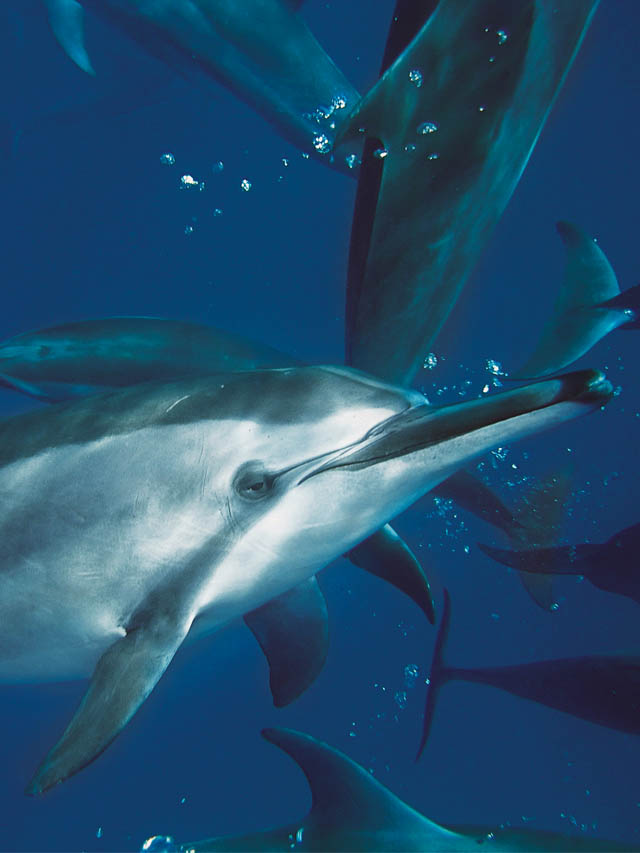 Golfinho cinza de focinho longo, no fundo do mar entre outros da mesma espécie