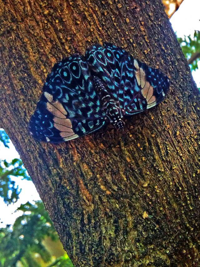 Borboleta azul escura com detalhes pequenos, pretos e brancos. Ela está pousada no tronco de uma árvore