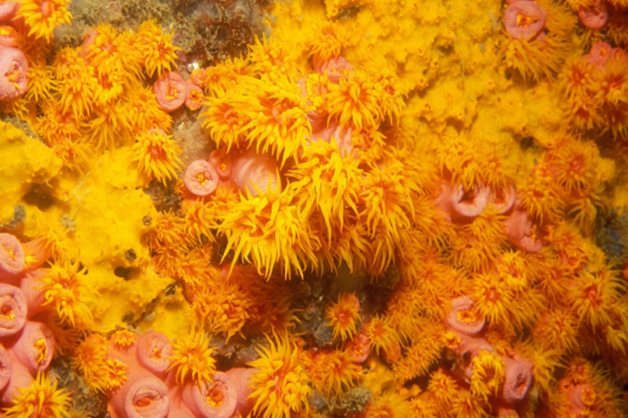 Grande quantidade de corais amarelos em forma de flores com pétalas pontiagudas em meio a estruturas cor-de-rosa arredondadas