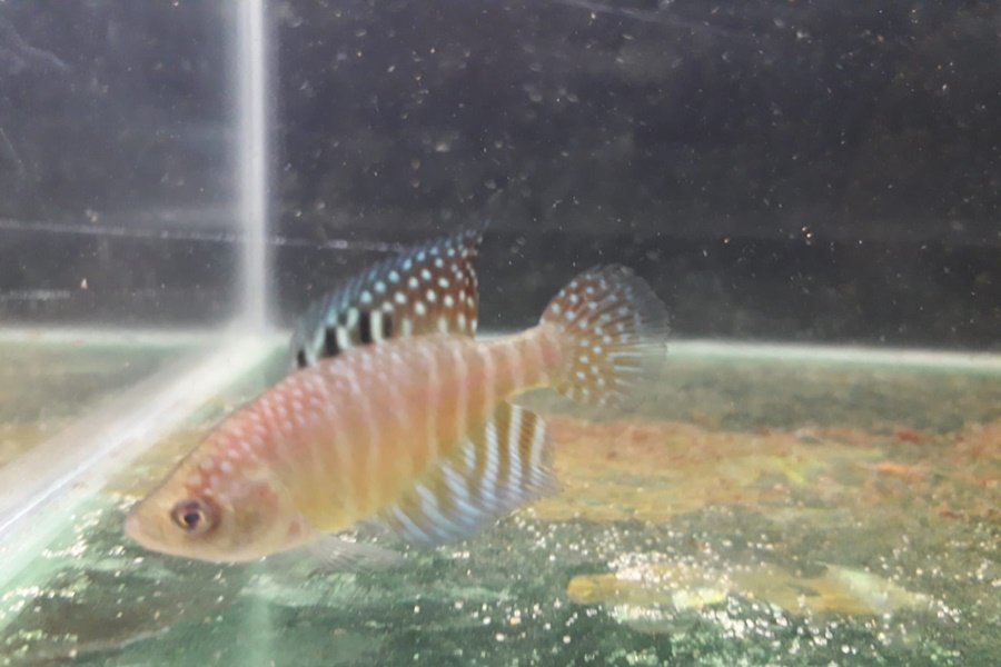 Pequeno peixe quase transparente de coloração laranja suave e preto nas nadadeiras e calda com listras e bolinhas brancas