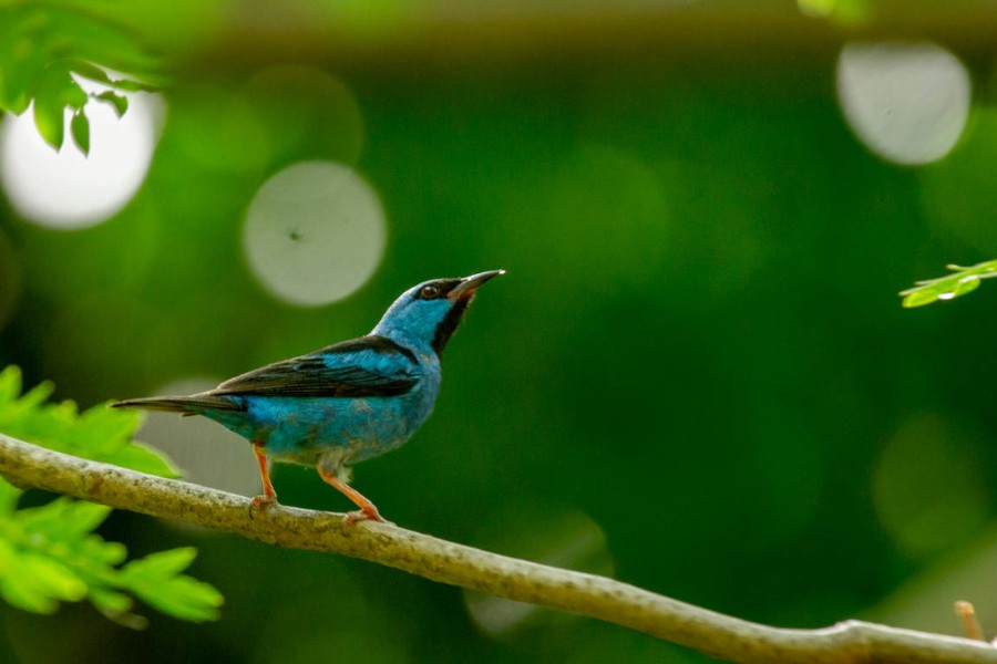 Pássaro azul e preto pousado em galho com fundo verde desfocado
