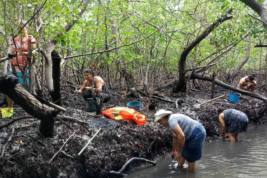 Pescadoras coletando caranguejos em manguezal. Umas estão curvadas em área alagada, outras agachadas em área mais seca