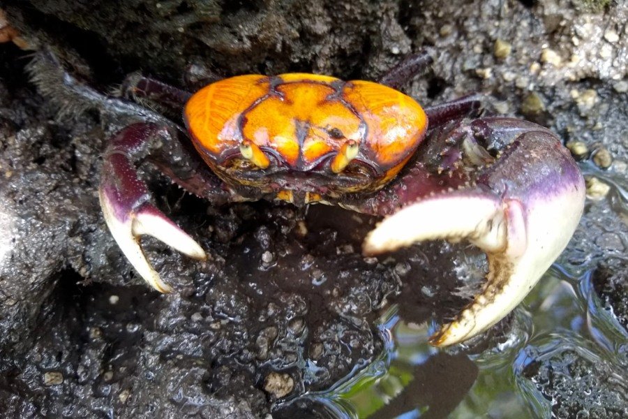 Caranguejo com cabeça amarela e patas roxas na lama