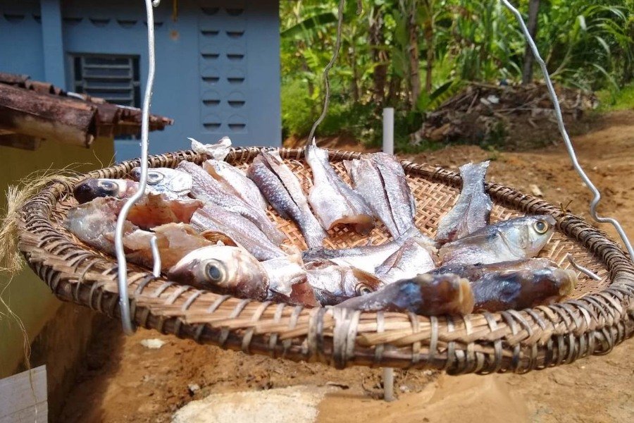 Cesta de palha pendurada com peixes secando ao sol. No fundo há parte de uma casa azul do lado esquerdo e vegetação do lado direito