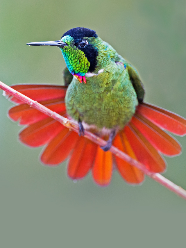 Beija-flor de cor predominante verde, pequenos detalhes rosa, vermelho e laranja, na garganta. A ave está com a cauda aberta em leque, com penas laranjas