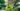 Foto feita de baixo para cima pegando mulher de roupa verde e máscara arrumando pés de alface entre barracas verdes de feita com uma frondosa árvore ao fundo