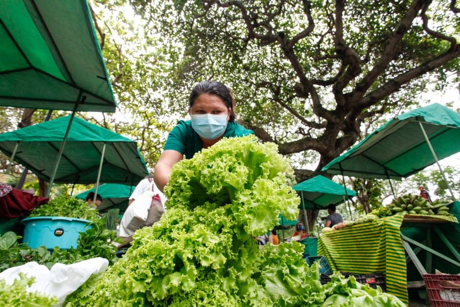 Foto feita de baixo para cima pegando mulher de roupa verde e máscara arrumando pés de alface entre barracas verdes de feita com uma frondosa árvore ao fundo