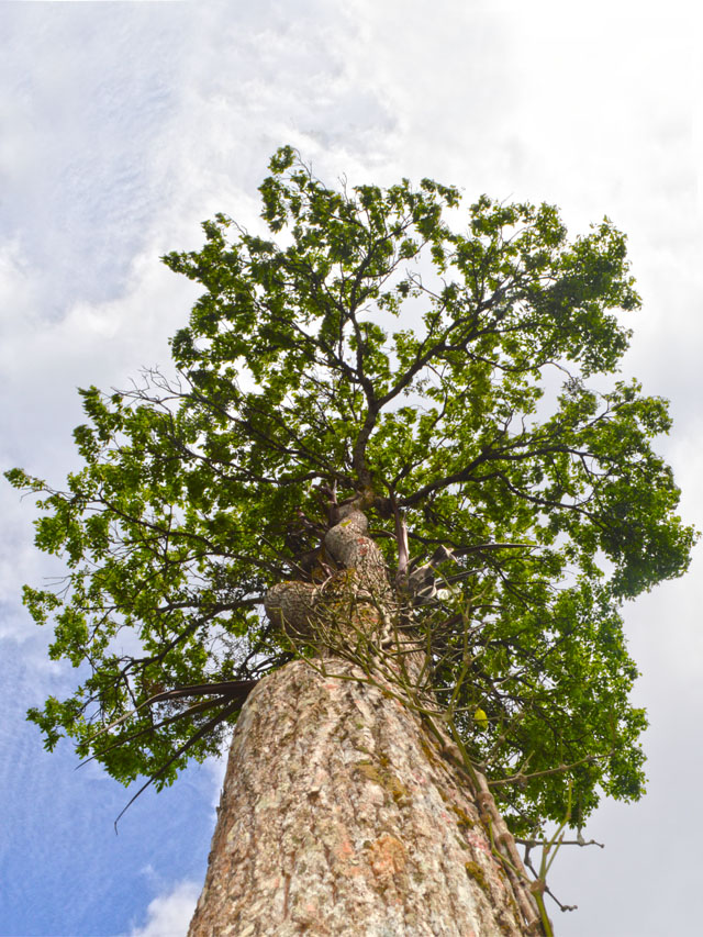 Árvore de grande porte, de tronco áspero e copa verde. A árvore está em um ângulo visto de baixo para cima. Ao fundo, céu azul
