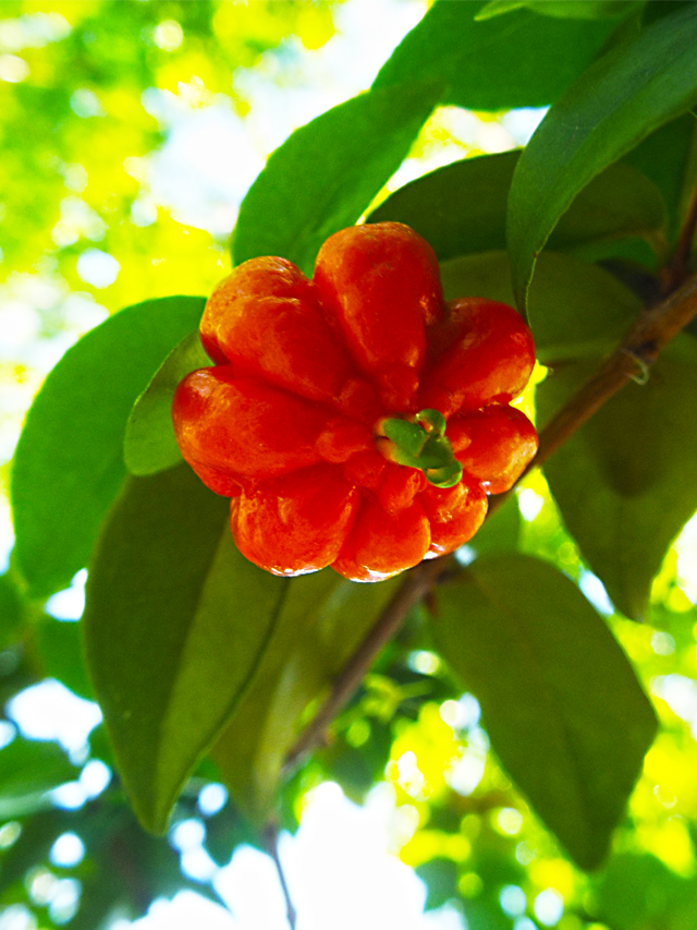 fruto pequeno, arredondado com pequenos gominhos pendurado em um galho de árvore. Na foto a fruta possui cor laranja