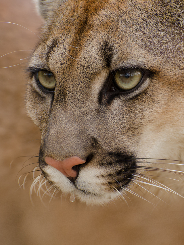 Rosto de um grande felino (onça parda) de pelos ruivos e olhos amarelados