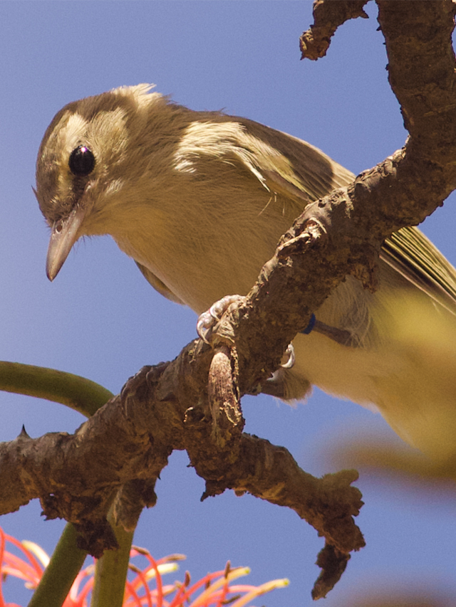Ave pequena com penas de cores verde acinzentada e creme. O pássaro está pousado no galho de uma árvore com flor amarela e cor-de-rosa