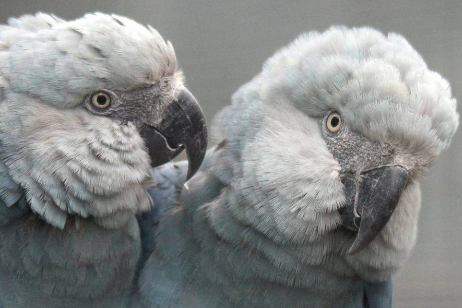 Close de dois pássaros compenas cinza-azuladas e bicos escuros
