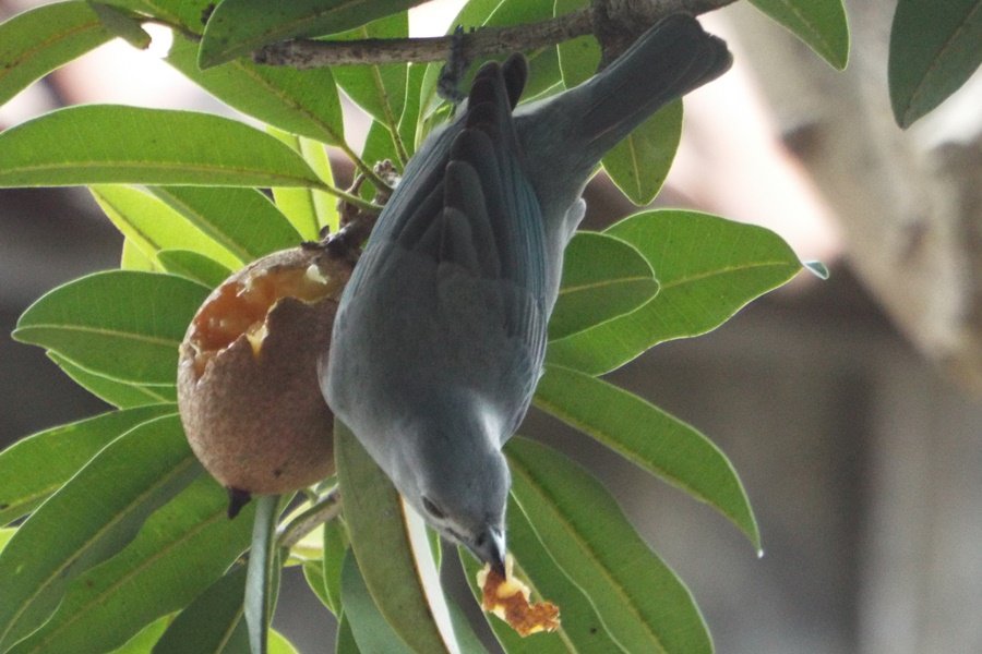 Pássaro cinza de cabeça para baixo, seguro pelas patas num galho de sapotizeiro saboreando o fruto