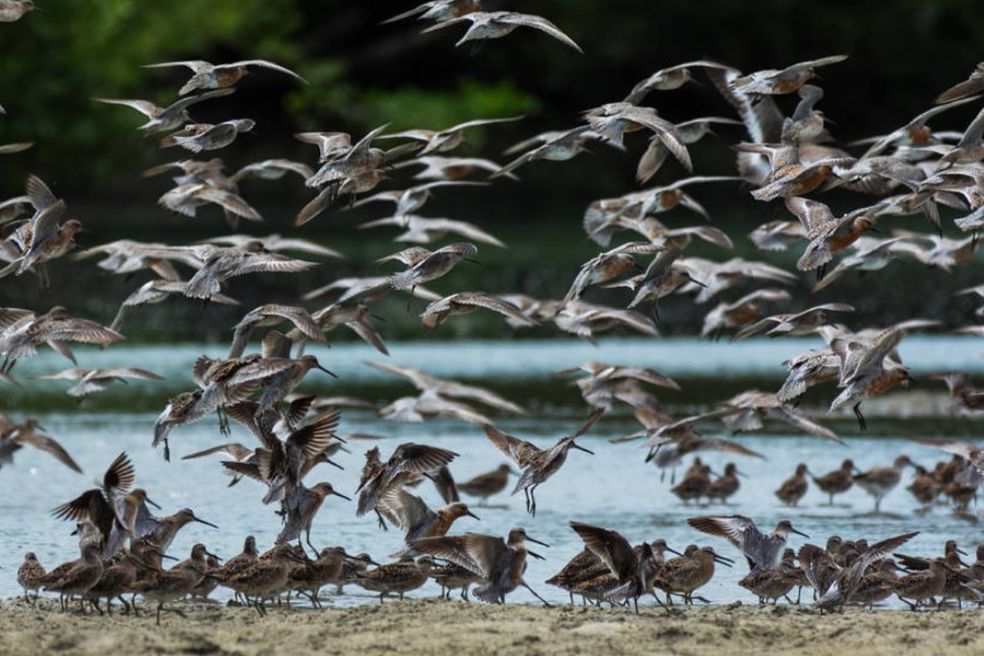 Fotografia repleta de aves, em tons de cinza, com longos e finos bicos pretos, voando e pousadas na areia. Ao fundo, desfocadas, água e vegetação