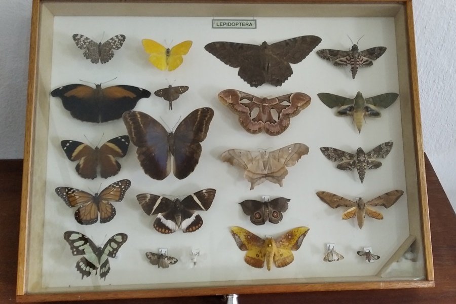 Quadro com moldura de madeira e fundo brancom contendom uma coleção com 21 borboletas e mariposas de diferentes formatos, tamanhos e cores