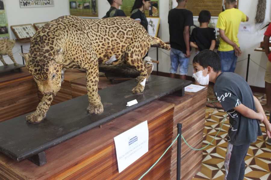 Menino, usando máscara branca, camiseta e short azuis escuros, se curva para observar onça-pintada empalhada sobre uma estrutura de madeira e pedra, por trás de uma barreira de segurança. O piso da sala é de ladrilho hidráulico em padrão geométrico em branco, amarelo e vermelho e ao fundo é possível observar mais seis pessoas de costas observando outras peças em exposição