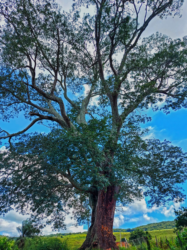Árvore muito grande de tronco grosso, copa verde e densa e galhos longos (Timbaúba)