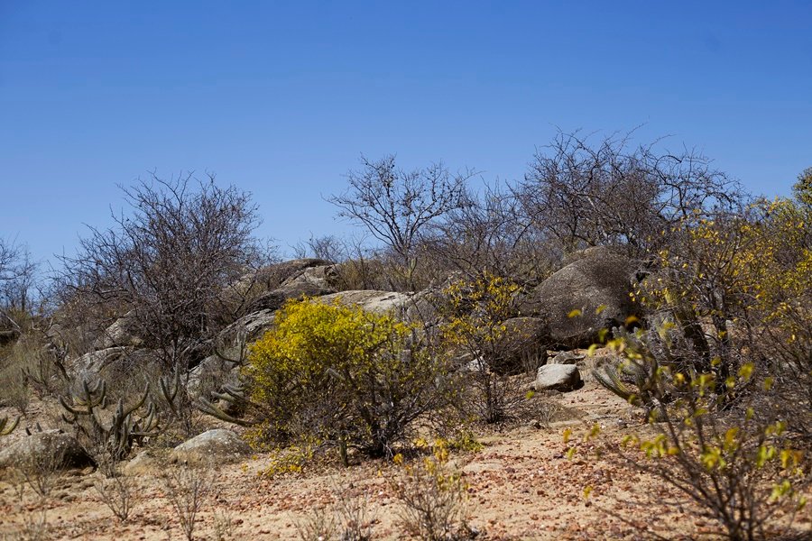 Foto de paisagem com pequenas árvores secas entre rochas. Ao centro e no canto inferior direito três delas apresentam algumas folhas amareladas. No primeiro plano, há solo exposto e ao fundo, céu azul