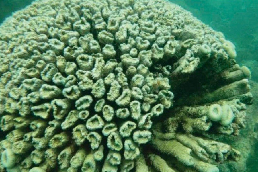 Imagem do fundo do mar com corais esbranquiçados em água verde azulada