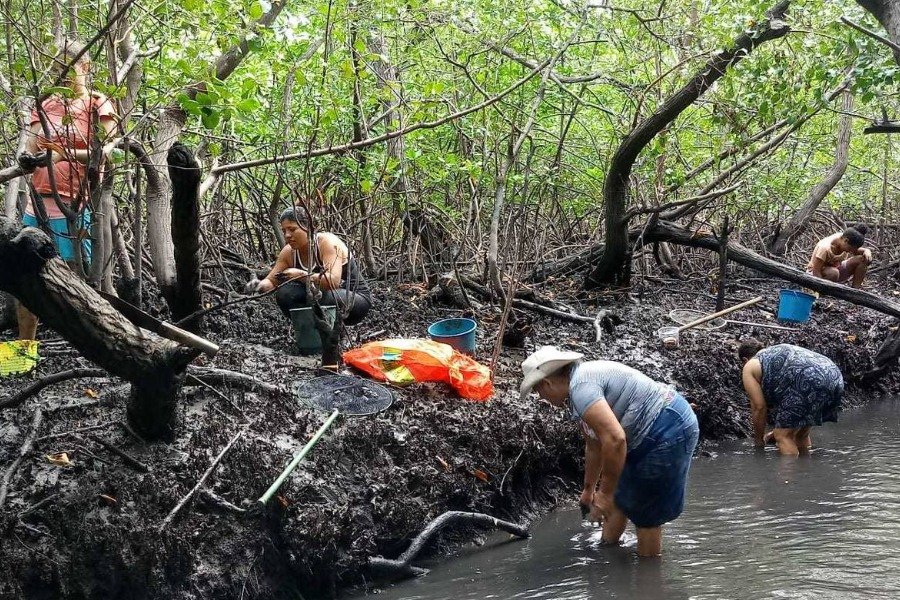 Cinco mulheres pescando no mangue, sendo três delas mais jovens na lama, entre as raízes; e duas delas, mais velhas, com as pernas na água, na maré baixa