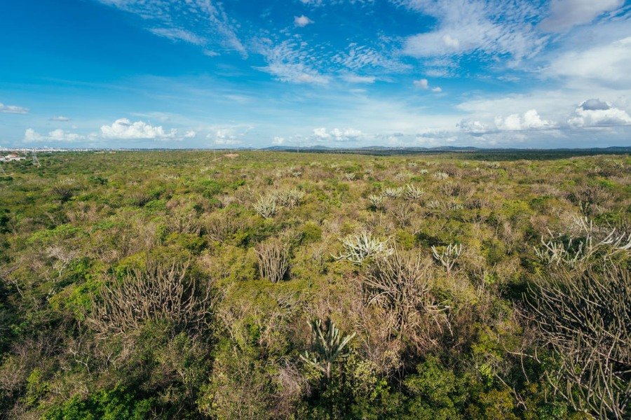 Foto aérea de área com vegetação de caatinga em vários tons de verde e cinza com destaque para robustas espécies cactáceas. Acima, céu azul com nuvens brancas