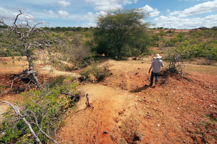 Foto de terreno em avançado estado de desertificação com solo vermelho, plantas retorcidas com raízes expostas e grandes buracos. Há um homem caminhando de costas. Ele usa calça jeans, camisa de manga comprida e um chapéu de palha com abas largas