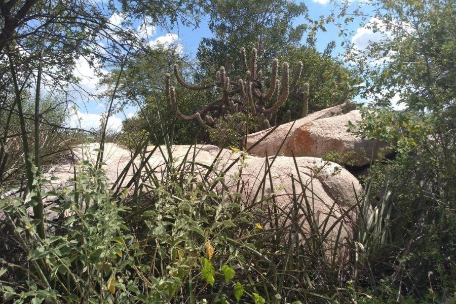 Fotografia de vegetação típica da Caatinga ao redor de grandes rochas de tonalidade bege com um cacto (xique-xique) ao centro e uma frondosa árvore ao fundo. No alto, por trás de galhos de árvores, céu azul com nuvens brancas