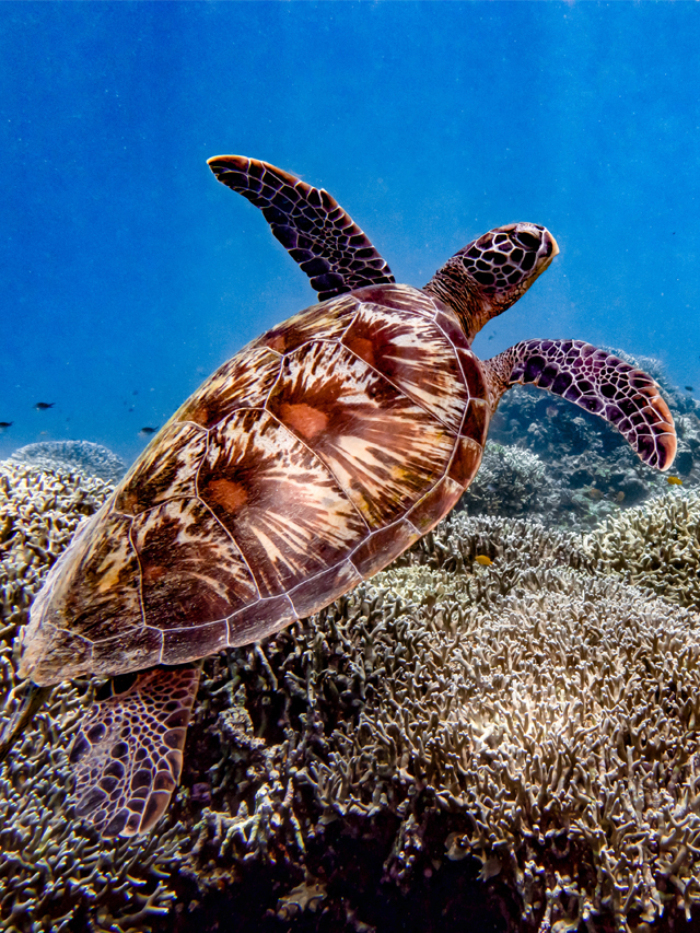 Fotografia de uma tartaruga-marinha de médio porte, nadando no fundo do mar azul. Ela possui coloração marrom e casco rajado e nada entre corais de tons marrons