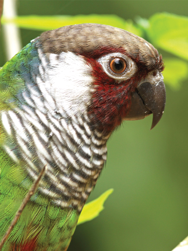NUNES Texto Alternativo do poster: Fotografia de uma ave (periquito cara-suja), vista de perfil. A ave possui penas predominantemente verdes, detalhes vermelhos no encontro da asa e no peito, penas brancas na altura do pescoço e penas roxas na face. A ave está pousada em um galho em meio à vegetação