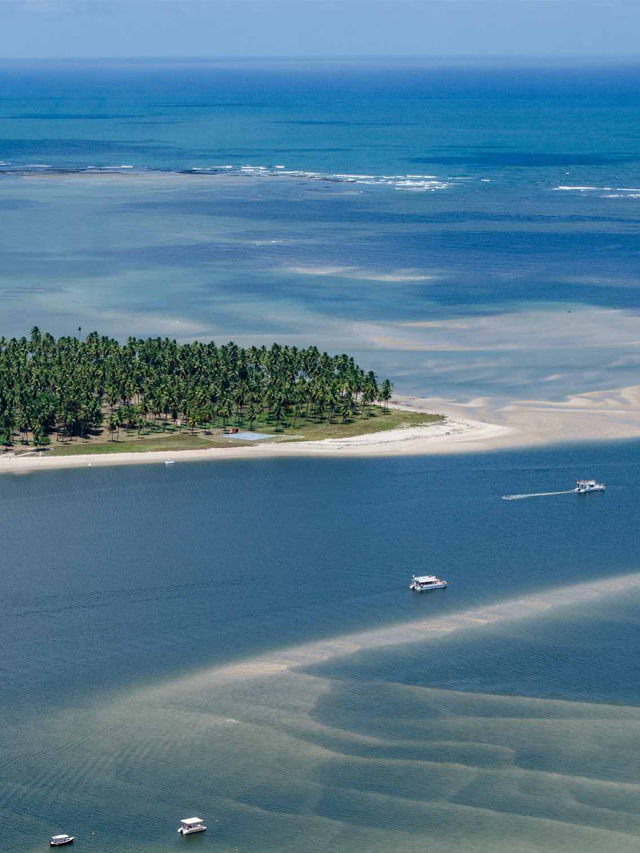 Cacto verde, com espinhos e um fruto vermelho (mandacaru) onde está pousado um pássaro laranja, preto e amarelo (corrupião)