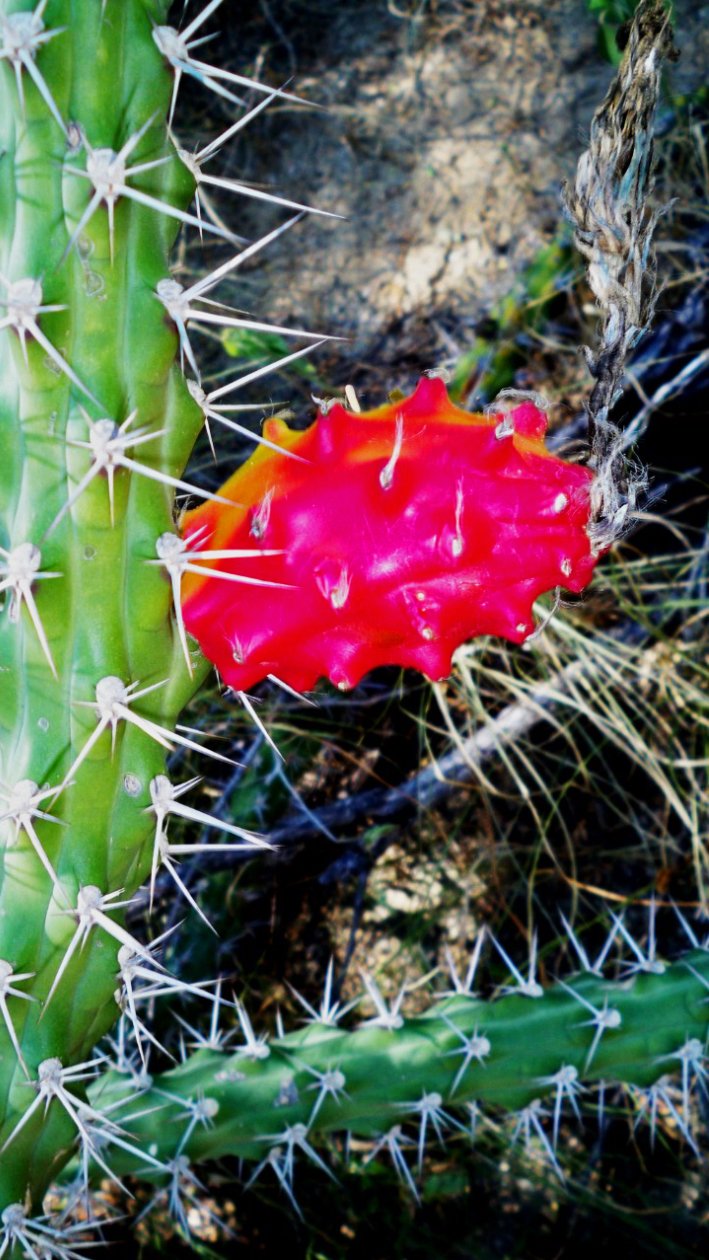 Mandacaru Flor Cacto Nordeste Maranhão Piauí Ceará Rio Grande do