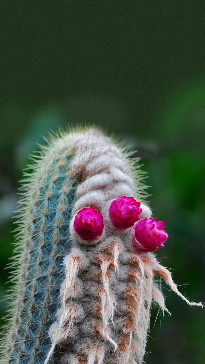 Mandacaru Flor Cacto Nordeste Maranhão Piauí Ceará Rio Grande do