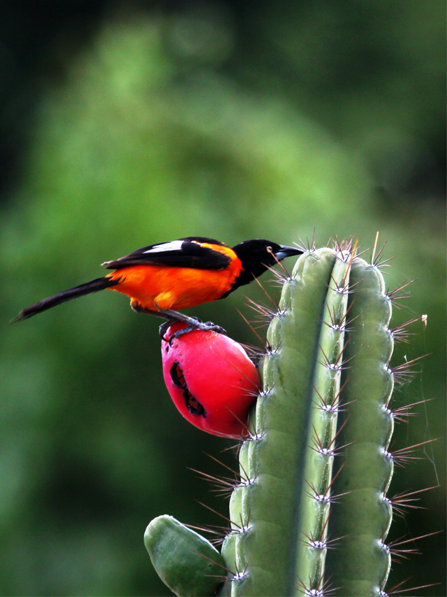 Cacto verde, com espinhos e um fruto vermelho (mandacaru) onde está pousado um pássaro laranja, preto e amarelo (corrupião)