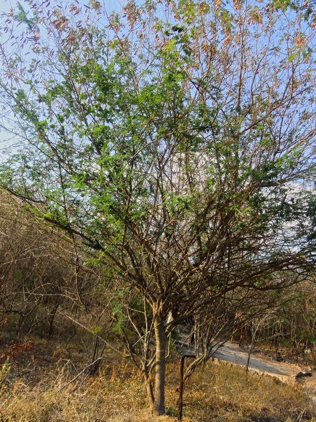 Foto de uma árvore de médio porte (jurema-branca) com a copa repleta de galhos e folhas secas, vegetação seca de cores marrom e acinzentada ao redor e céu azul ao fundo